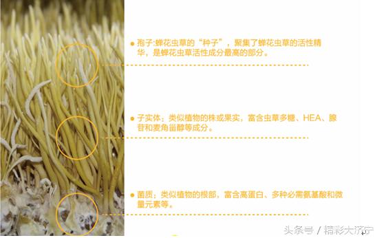 金蝉花和冬虫夏草哪个作用强,冬虫夏草和金蝉花有什么关系