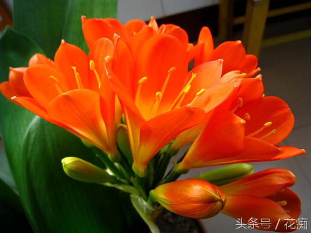 君子兰养好多年不开花怎么回事,君子兰养了几年不开花怎么回事