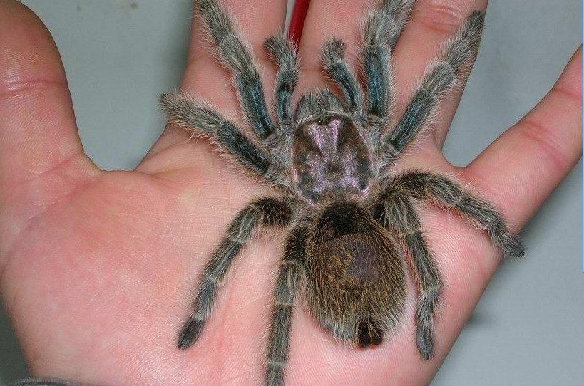 另类宠物推荐,智利火玫瑰狗狗