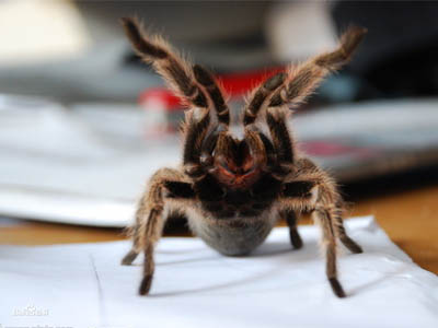 另类宠物推荐,智利火玫瑰狗狗