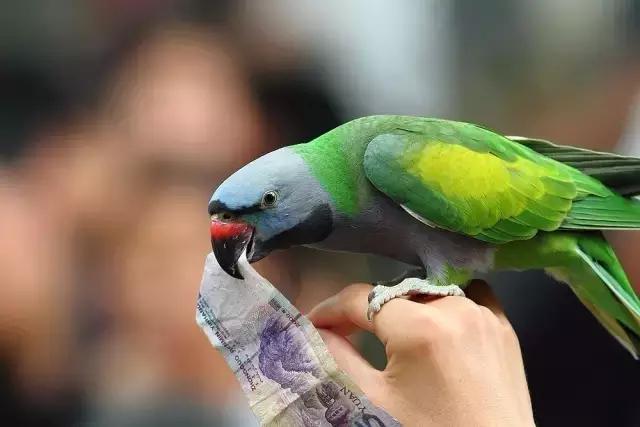 太原投资2000万风情文化节!引来50万只萤火虫!20万只蝴