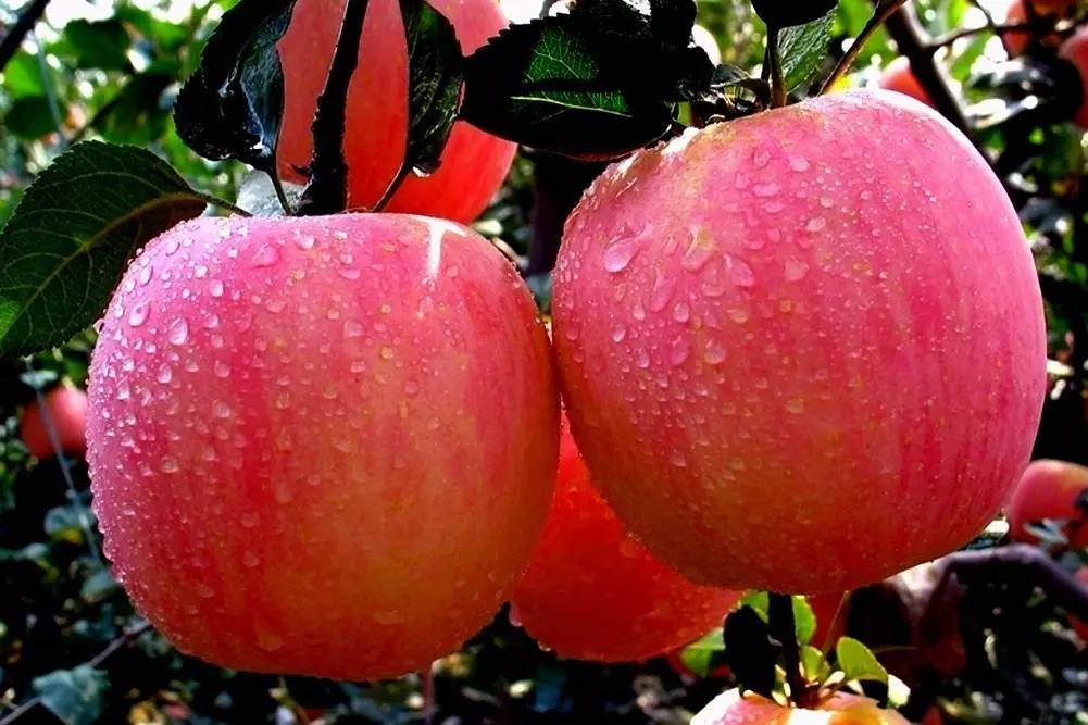 植物果实怎么分类,植物果实的分类