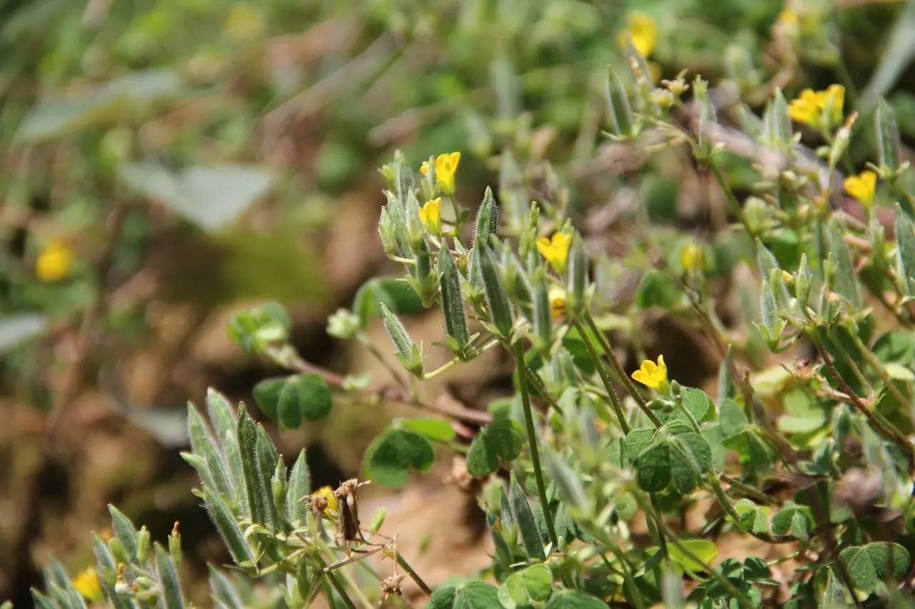 植物果实怎么分类,植物果实的分类