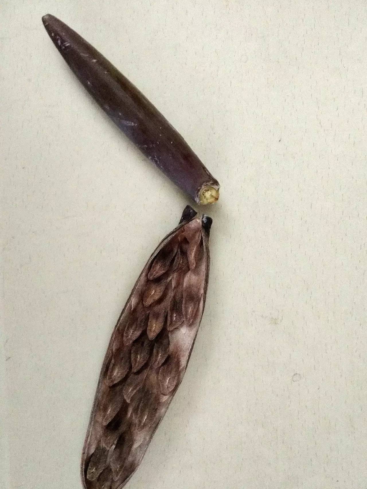 植物果实怎么分类,植物果实的分类