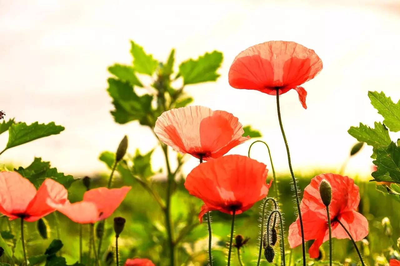 植物果实怎么分类,植物果实的分类