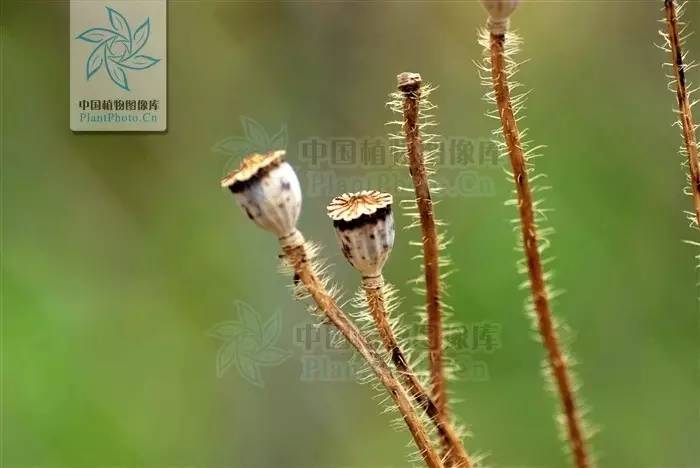 植物果实怎么分类,植物果实的分类