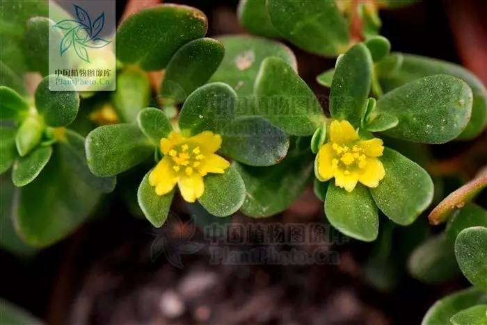 植物果实怎么分类,植物果实的分类