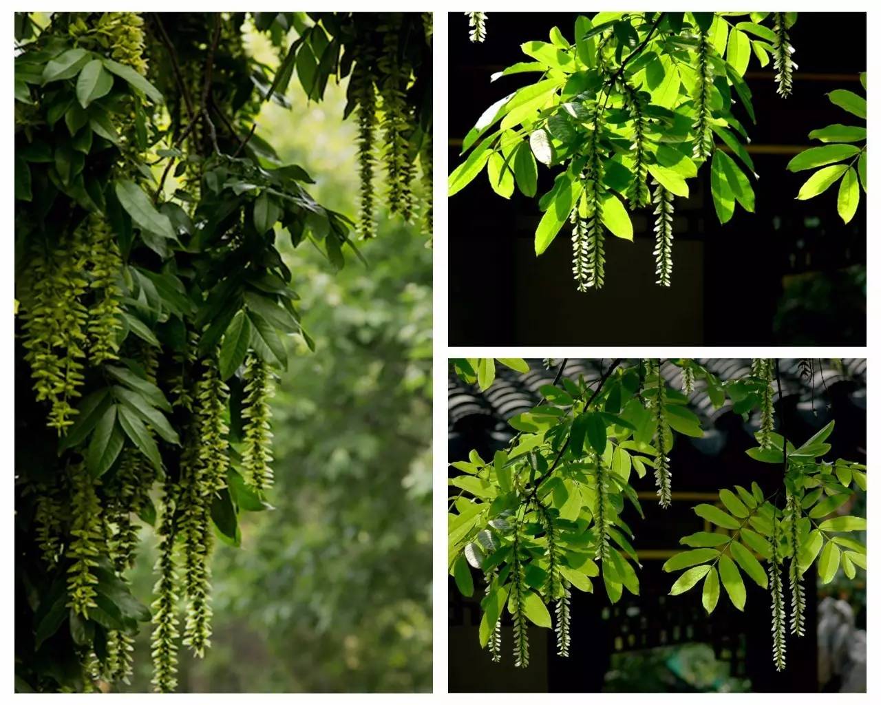 植物果实怎么分类,植物果实的分类