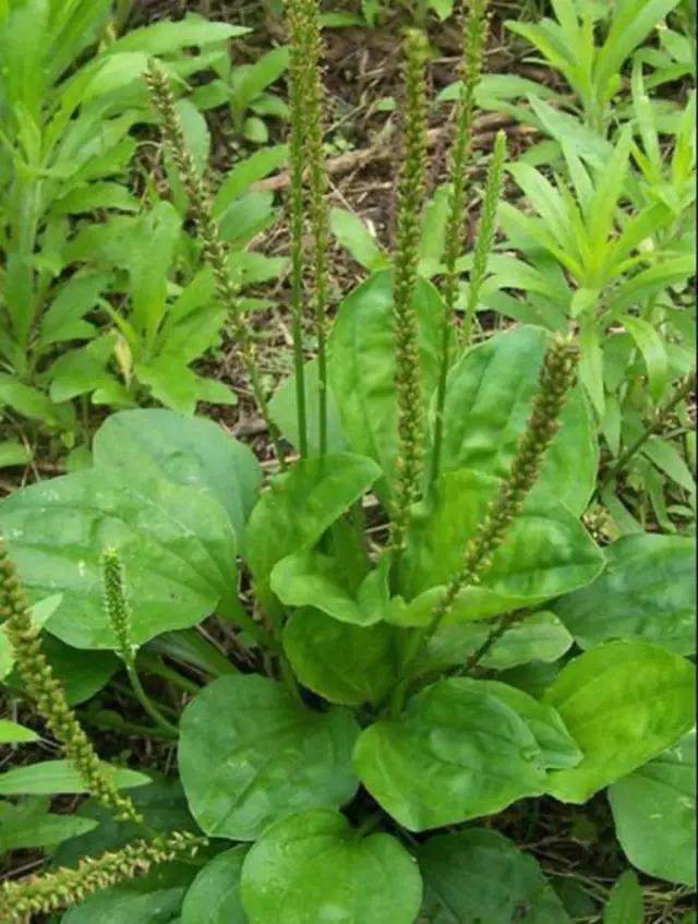 古人吃什么？《诗经》蔬果志：你现在还在采的芣苡