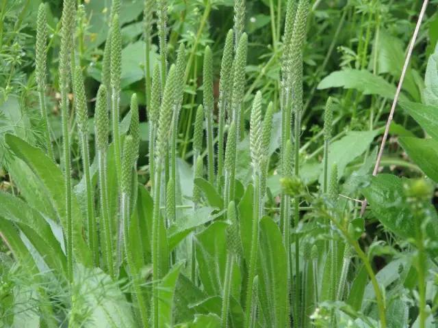 古人吃什么？《诗经》蔬果志：你现在还在采的芣苡