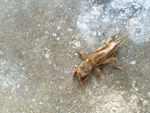 浣犺寰楀嚭鐙楃嫍鐨勫搧绉嶅悧,浣犺寰楀悧鍘熺増瑙嗛