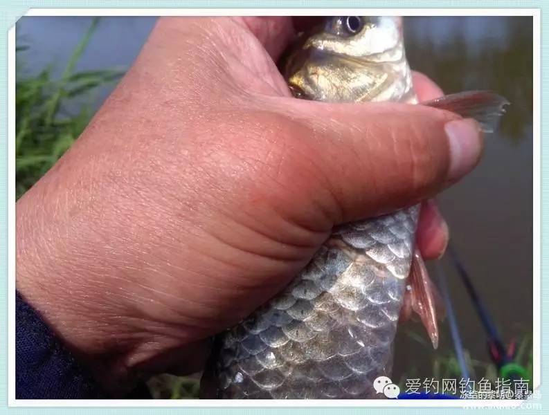 周日垂钓,洋河钓鲫鱼