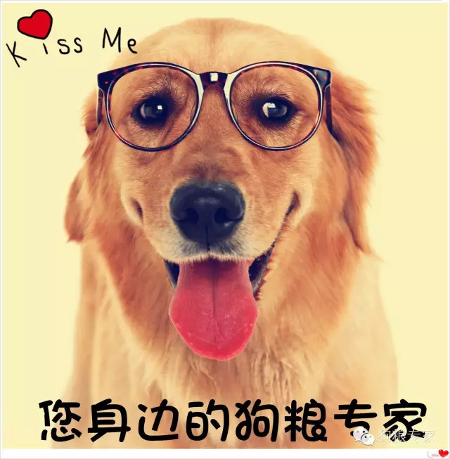幼犬能吃成犬的犬粮吗,小型犬成犬狗粮幼犬能吃吗