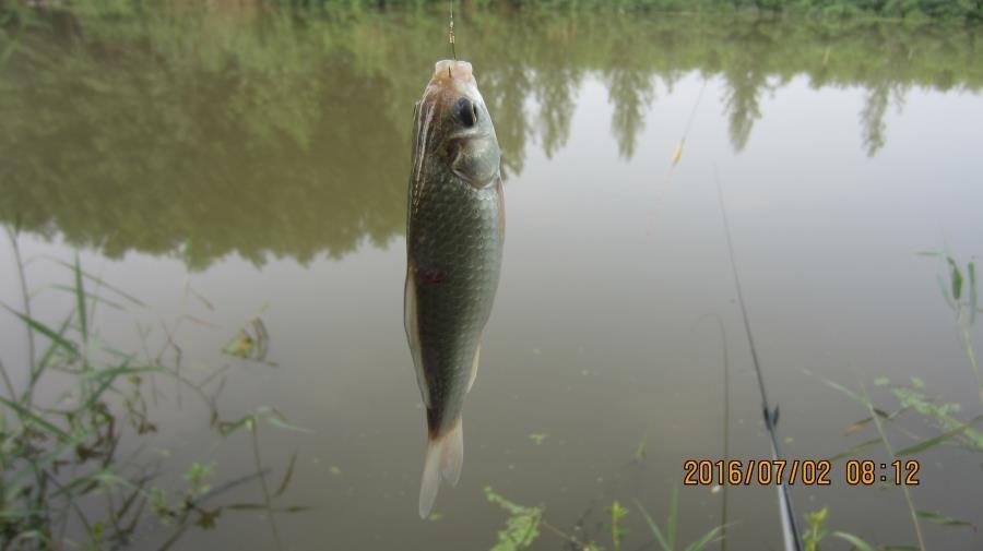 野河垂钓遇见桥洞,野河钓鱼惊喜