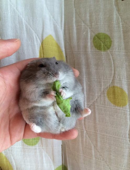 狗偷吃鸡爪糊弄主人,狗狗偷吃鸡爪完整视频