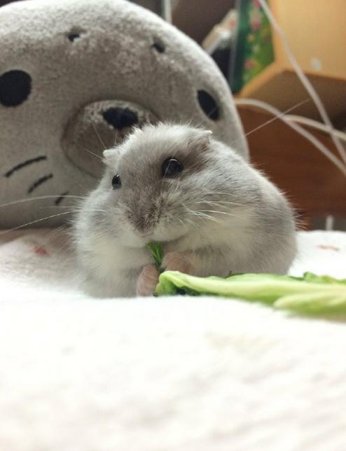 狗偷吃鸡爪糊弄主人,狗狗偷吃鸡爪完整视频