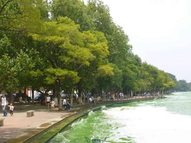 人文自驾国足主帅高洪波、前米卢都青睐的昆明海埂基地周边景观