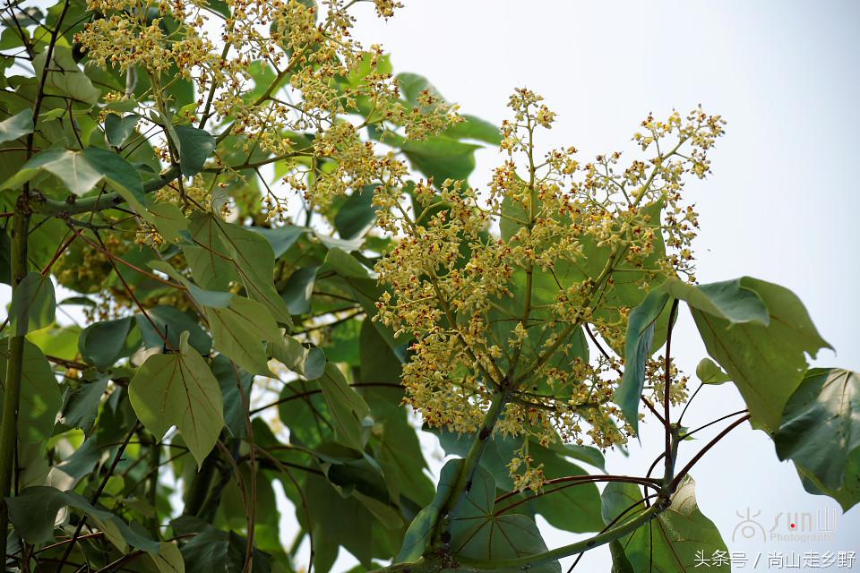 梧桐树真的能招来凤凰吗,梧桐树真的能引来凤凰吗