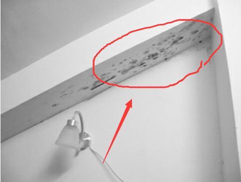 白墙上蚊子血渍怎么去除,黑斑蚊有什么办法驱除