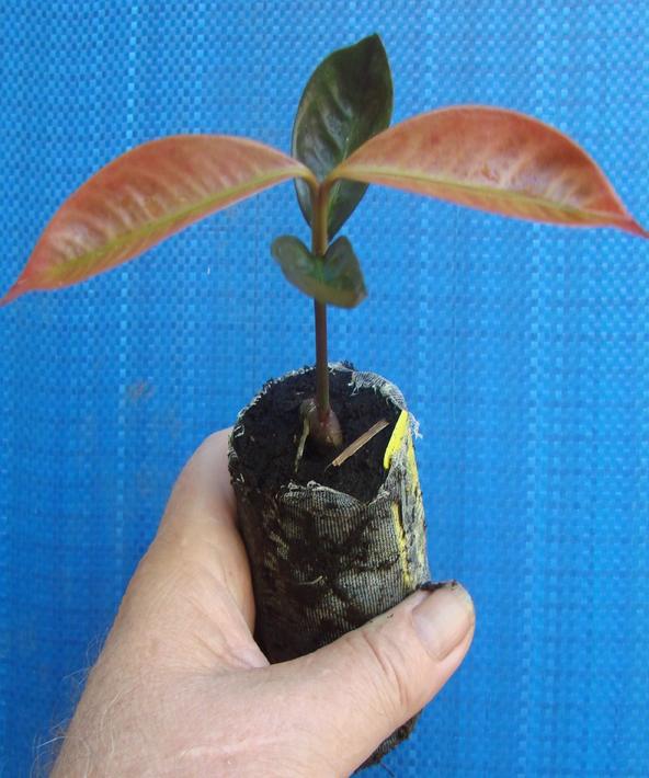 那些年吃过的山竹,山竹怎样选母的