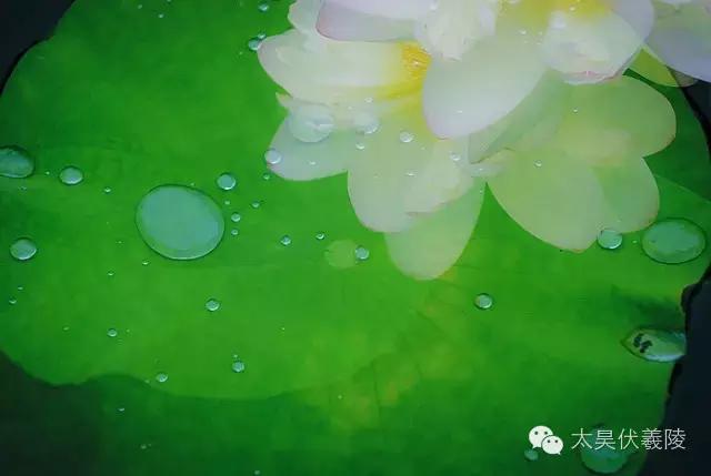 淮阳龙湖荷花视频,淮阳龙湖看荷花