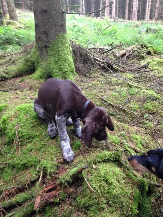 尊重狗,就让它像狗一样的生活!