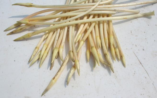 印象云梦之土特产云梦藕带,即使遇到洪灾也不能忘却的美食