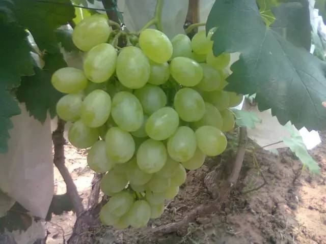 推荐几款好吃又好种的葡萄品种,葡萄里面哪个品种最甜最好吃