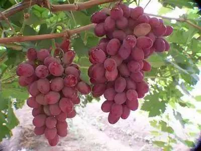 推荐几款好吃又好种的葡萄品种,葡萄里面哪个品种最甜最好吃
