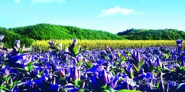 中医美白护肤中药配方,内服美白中药配方功效