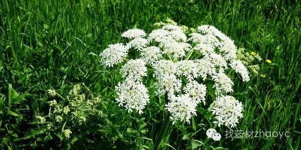 中医美白护肤中药配方,内服美白中药配方功效