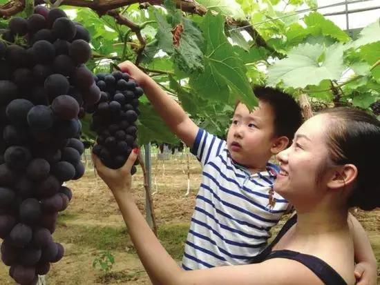 暑假去哪儿到白坭采摘夏日味道,暑假去哪玩新疆