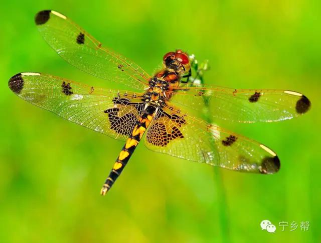 湖南乡村记实《童年杂记——虫伴》,值得一读!