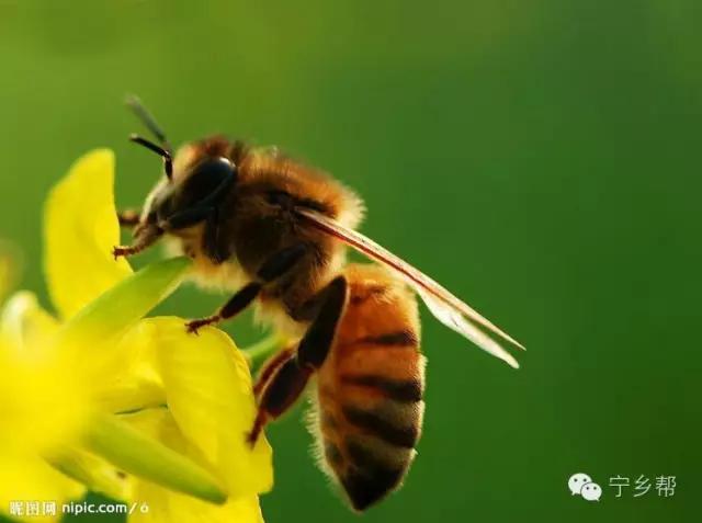 湖南乡村记实《童年杂记——虫伴》,值得一读!
