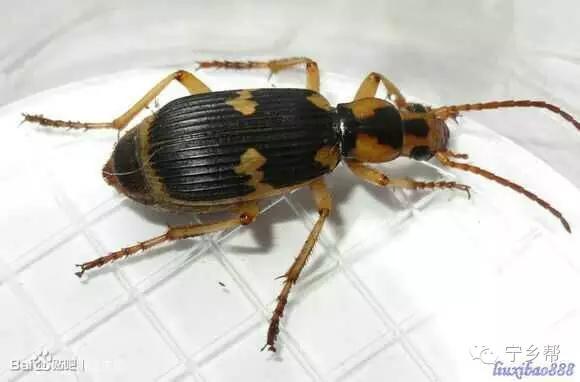 湖南乡村记实《童年杂记——虫伴》,值得一读!