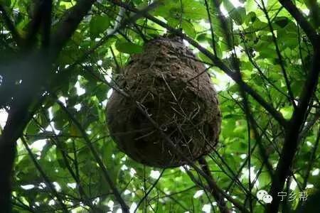 湖南乡村记实《童年杂记——虫伴》,值得一读!