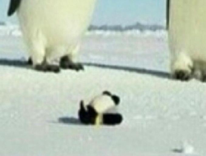 狗偷吃鸡爪糊弄主人,狗狗偷吃鸡爪完整视频