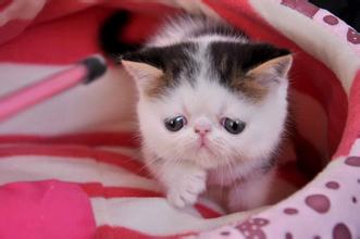 新生儿兔唇是什么原因造成的,生娃防坑指南