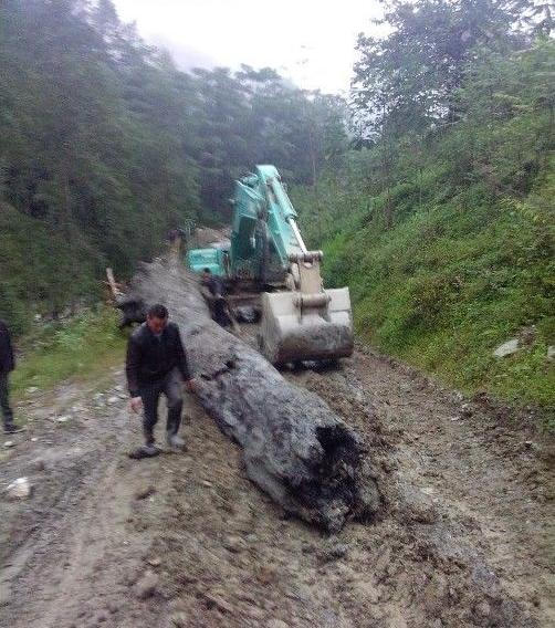 东方神木乌木金丝楠阴沉木,巨大乌木是阴沉木