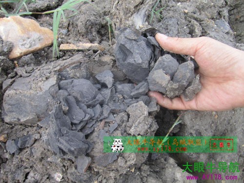 东方神木乌木金丝楠阴沉木,巨大乌木是阴沉木