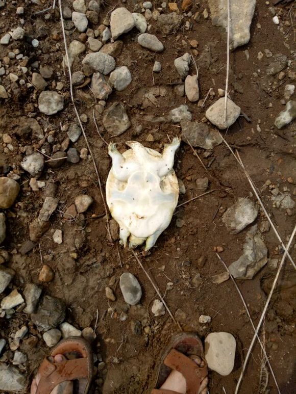 被甲鱼咬了要不要打狂犬疫苗,被鳖咬伤要打狂犬病疫苗吗