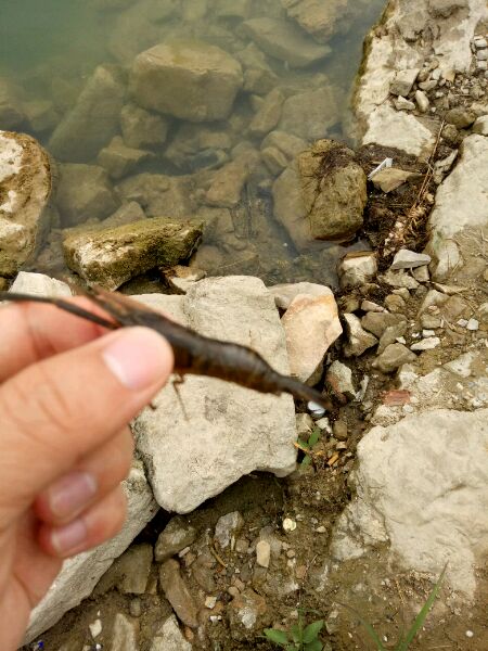 被甲鱼咬了要不要打狂犬疫苗,被鳖咬伤要打狂犬病疫苗吗