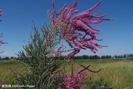神奇的沙漠美丽的景观,神奇的物种沙漠生活