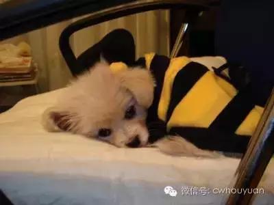 天气热了狗狗不爱吃饭,狗狗不爱吃饭用什么药