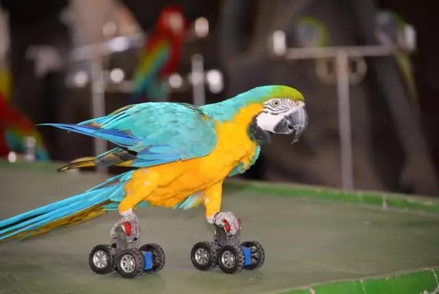 太原惊现史上最虐心的蝶萤文化节！爱我就带我去与蝶共舞、与萤作