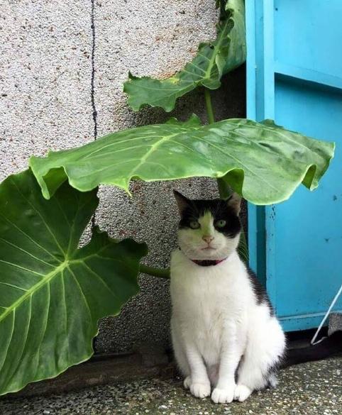 狗狗为什么如此热衷于拆家,拆家的狗狗该不该打