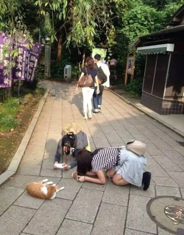 狗狗偷吃37包鸡爪,狗狗偷吃被发现瑟瑟发抖