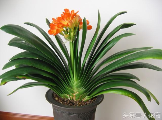 君子兰养好多年不开花怎么回事,君子兰养了几年不开花怎么回事