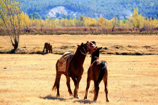 人生若只如初见在广州,人生若只如初见云南