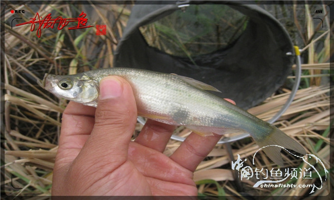 马踏湖国家湿地公园远足,马踏湖国家湿地公园游览路线